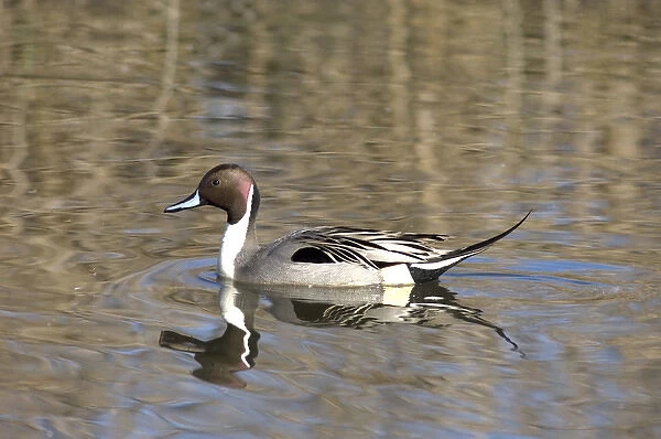A male pintail duck glides on a pond in a wetland marsh