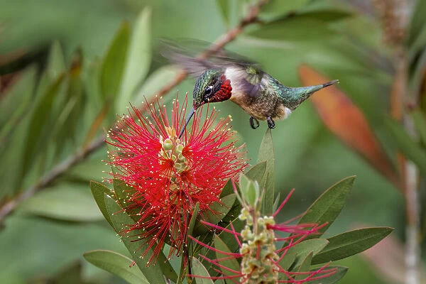 Male ruby-throated hummingbird flying feeding on bottlebrush flowers, South Padre Island, Texas