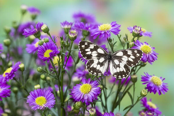 The marbled white butterfly, Melanargia galathea from Europe