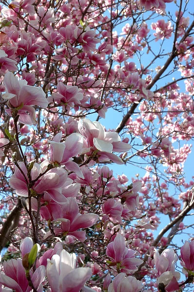 Massachusetts, Reading closeup of pink Magnolia tree blossoms