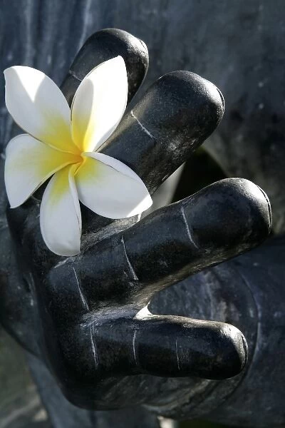 Maui, Hawaii, United States. White dendrobium orchid and hand of buddha statue