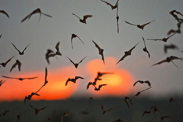 Mexican Free-tailed Bats (Tadarida braziliensis) emerging from Frio Bat Cave, Concan
