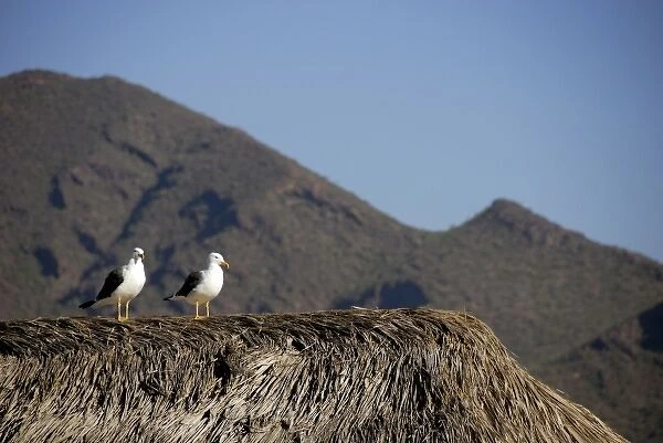 Mexico, State of Sonora, Guaymas. Pearl farm (aka Perlas del Mar de Cortez). THIS