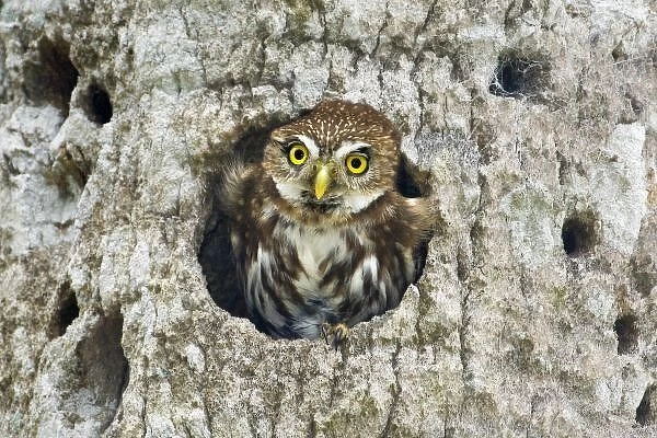 Mexico, Tamaulipas State. Ferruginous pygmy owl in cavity nest