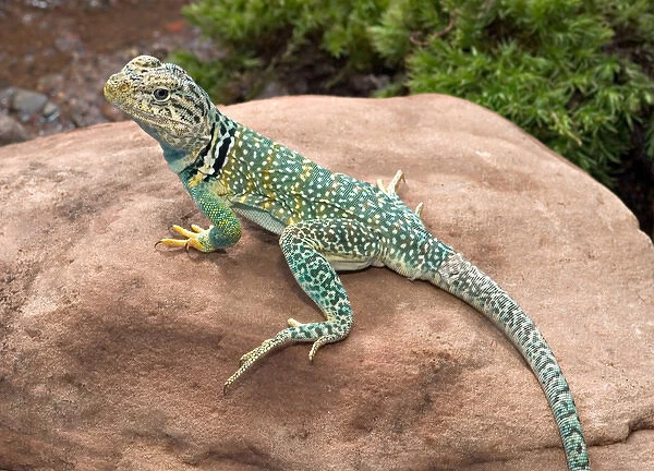 Midwest USA, Collared lizard on rock, Crotaphytis collaris