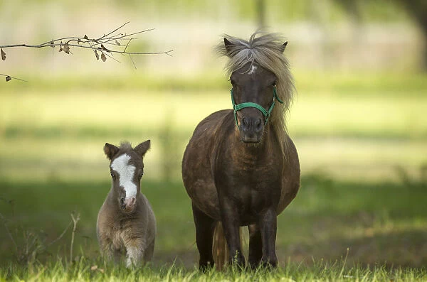 Miniature horse family