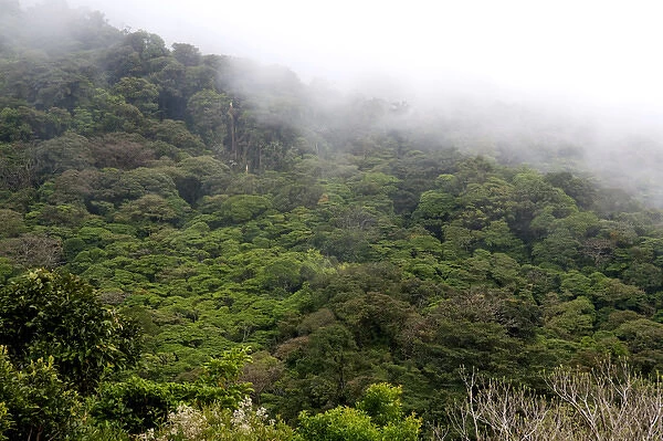 Mist hanging over the Monteverde Cloud Forest Preserve at Monteverde, Costa Rica