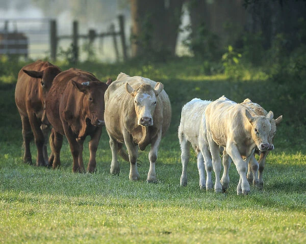 Mixed cattle coming for water, Florida