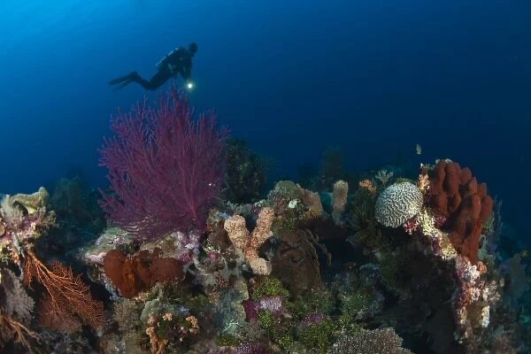 Model Released scuba divers at Tukang Besi Marine Preserve, pristine reefs near Wakatobi