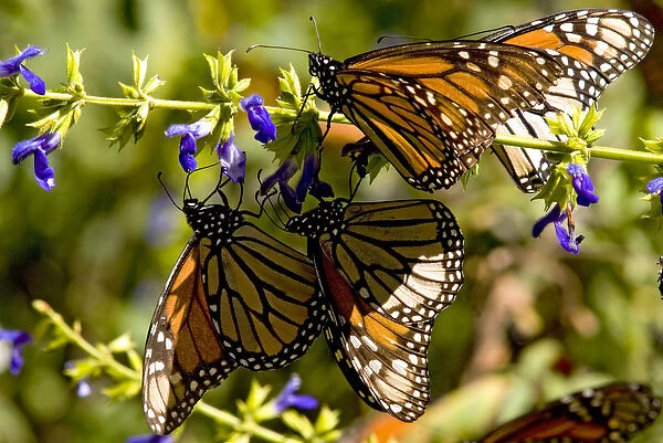 Monarch Butterflies(Danaus plexippus)nectaring on flower, El Rosario Butterfly Reserve