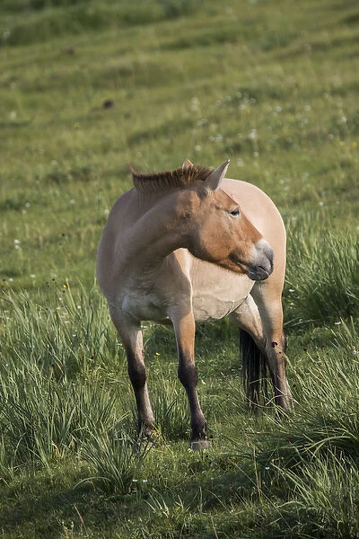 Mongolia, Hustai National Park, Przewalskis horse (takhi) or Dzungarian horse
