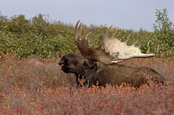 moose, Alces alces, bull resting on fall tundra in Denali National Park, interior Alaska