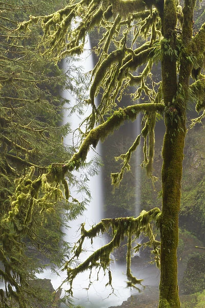 A moss covered tree frames North Falls at Silver Falls State Park, Oregon