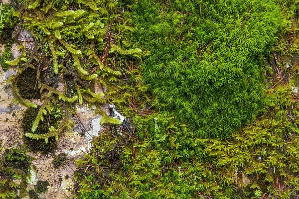 Mosses and lichens thrive on blouder in Glacier National Park, Montana, USA