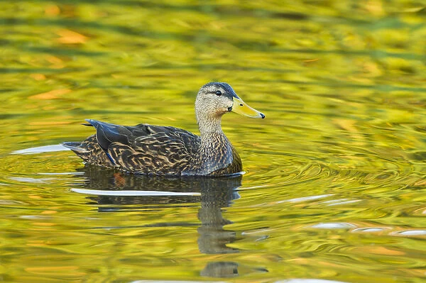 Mottled Duck (Anas fulvigula) male in freshwater pond