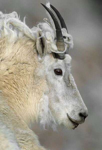 Mountain goat (Oreamnos americanus), profile of adult with shedding fleece, Mount