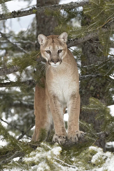 Mountain Lion in mid air jumping, (Captive) available as Framed Prints,  Photos, Wall Art and Photo Gifts #13969556