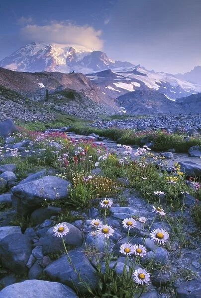 Mt. Rainier National Park, WA, USA. Mountain Daisy, paintbrush and other flowers