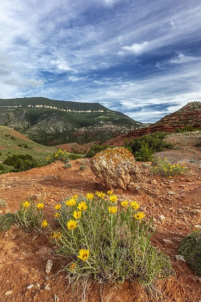Mules ears wildflowers in the Pryor Mountains in the Bighorn National Recreation Area