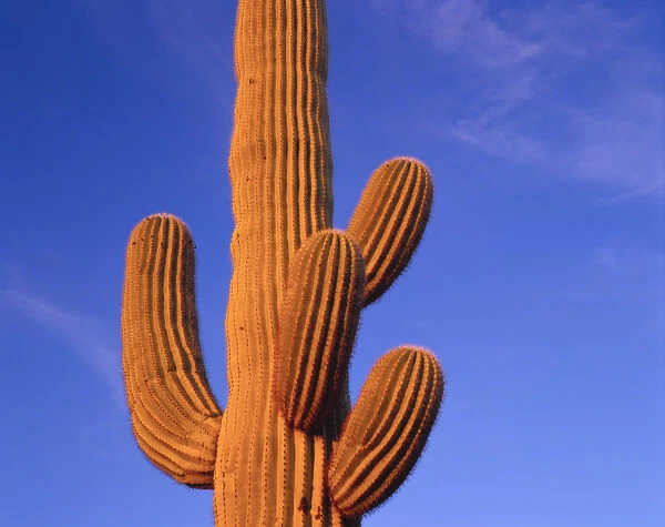 Multi armed saguaro cactus against a blue sky in the evening, Organ Pipe Cactus Nat l Monument
