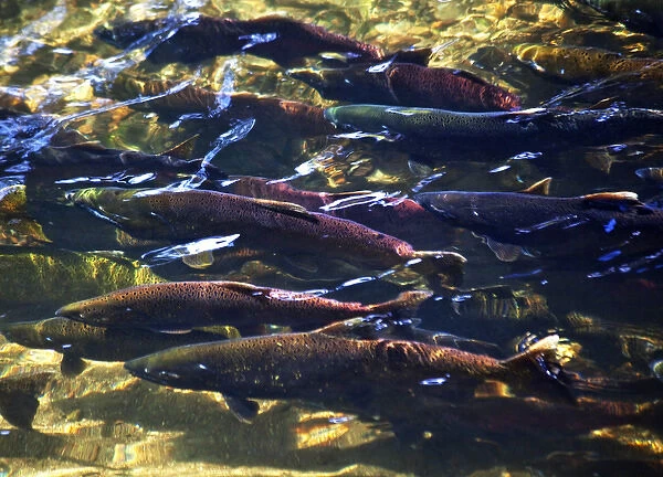 Multi-Colored, Coho, Sockeye, and Chinook Salmon, Issaquah Creek, Washington Salmon