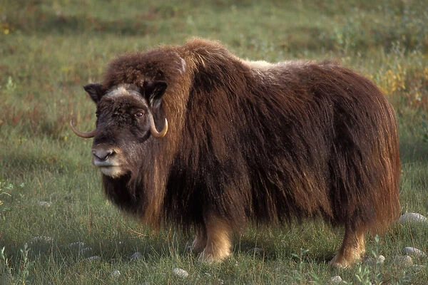 muskox, Ovibos moschatus, cow on the central Arctic coastal plain, North Slope of the Brooks Range