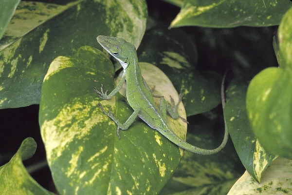N. A. USA, Maui, Hawaii. Lizard on varigated leaf