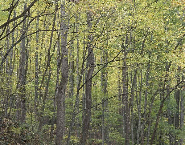 N. A. USA, Tennessee. Great Smokey Mountains National Park. Autumn foliage and trees