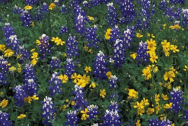 N. A, USA, Texas, Marble Falls, Blue Bonnets and Coreopis