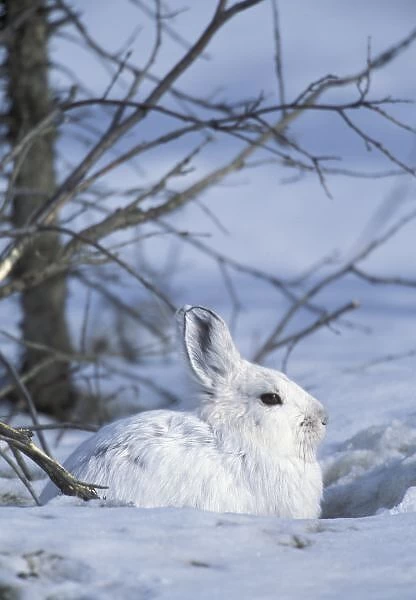 NA, USA, Alaska. Arctic National Wildlife Refuge. Snowshoe hare
