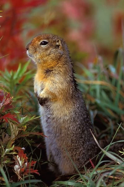 NA, USA, Alaska, Denali NP, Arctic ground squirrel