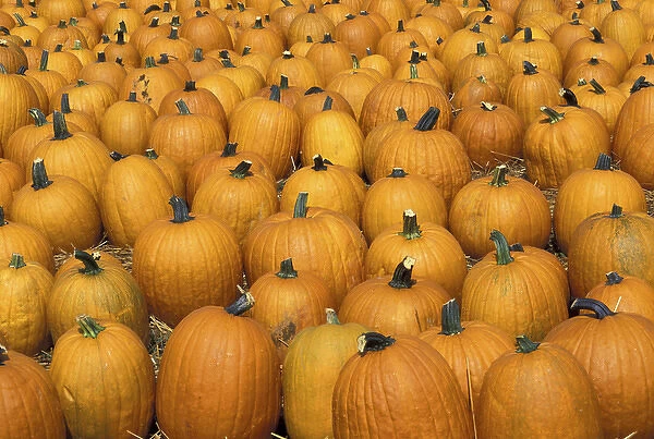 NA, USA, Kentucky, Louisville Harvested pumpkins