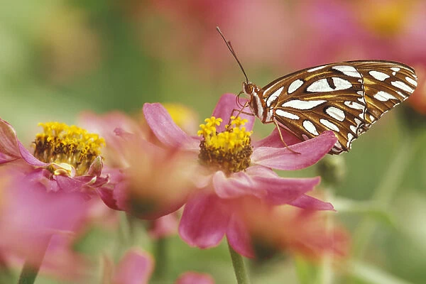 NA, USA, Seattle, Woodland Park Zoo Gulf fritillary butterfly on zinnia