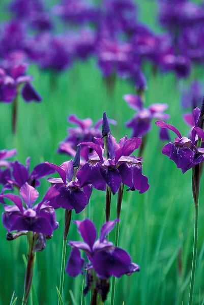 NA, USA, Washington, Federal Way, Purple iris, at Weyerhaeuser Rhododendron Display