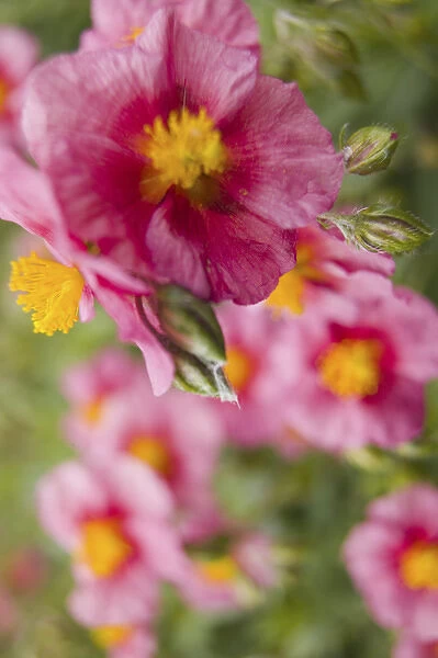 NA, USA, Washington State, Uniontown, Garden Flowers