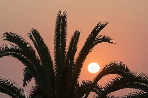 Namibia. Setting sun and a silhouetted palm tree, Swakopmund