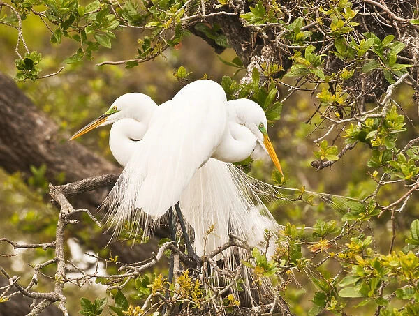 05. Great Egret, nesting. Credit as: Nancy Rotenberg  /  Jaynes Gallery  /  DanitaDelimont