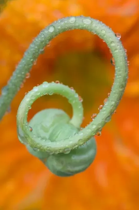 Framed Print : Nasturtium curl with rain Print Framed Print : Nasturtium curl with rain Print