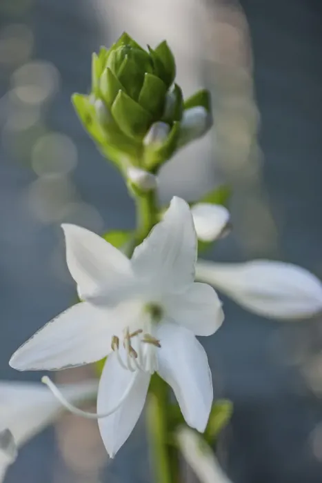 Framed Print : Hosta Bloom Print Framed Print : Hosta Bloom Print