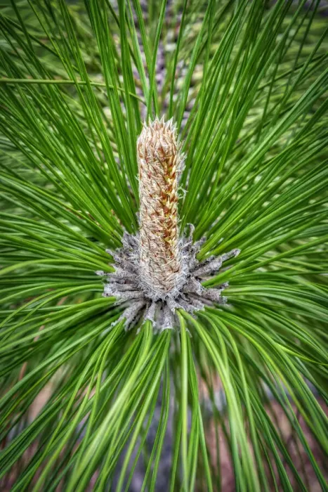 Framed Print : Longleaf Pine Print Framed Print : Longleaf Pine Print