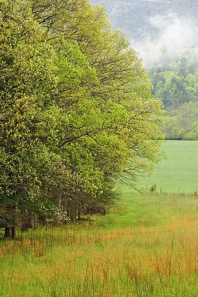New spring tree foliage, Cades Cove, Great Smoky Mountains National Park, Tennessee