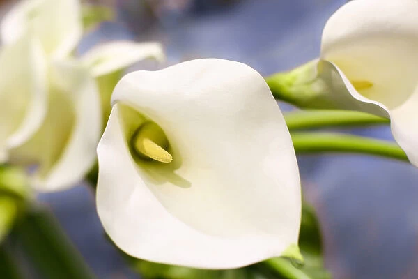 New York City, New York, USA. Close up of a white Lily