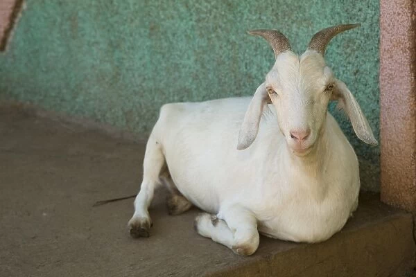 Nicaragua, Granada. Goat resting on porch in Villa Esperanza barrio. (MR)