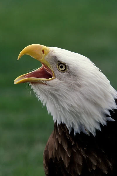 North America, Bald eagle (Haliaeetus leucocephalus)