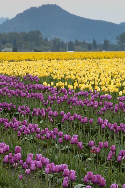 North America, United States, Washington, Mount Vernon, tulips in bloom at annual