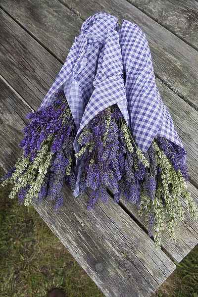 North America, United States, Washington, Sequim, wrapped bouquets of dried lavender
