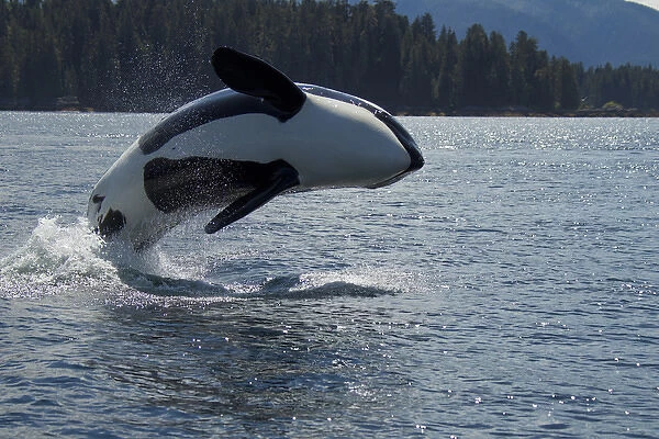 North America, USA, Alaska, Frederick Sound, Orca, Orcinus orca, breaching