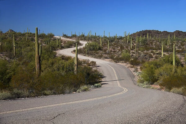 North America, USA, Arizona, Organ Pipe Cactus National Monument. Highway 85