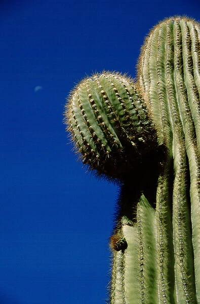 North America, USA, Arizona, Phoenix. Desert Botanical Garden, giant saguaro cactus