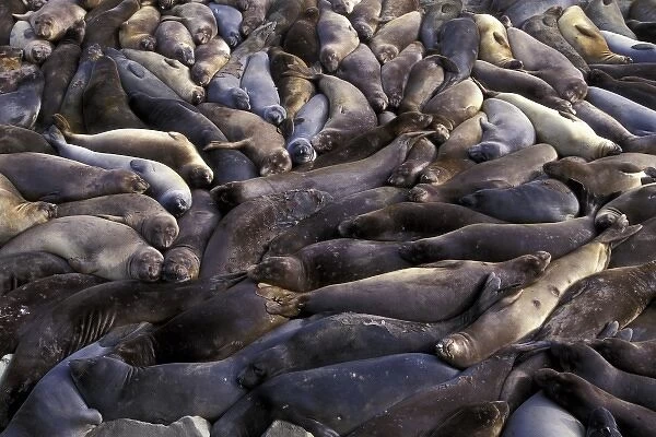 North America, USA, California, Big Sur Coast. Northern Elephant Seals (Mirounga